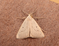 72.052 BF2493 Dotted Fan-foot Macrochilo cribrumalis