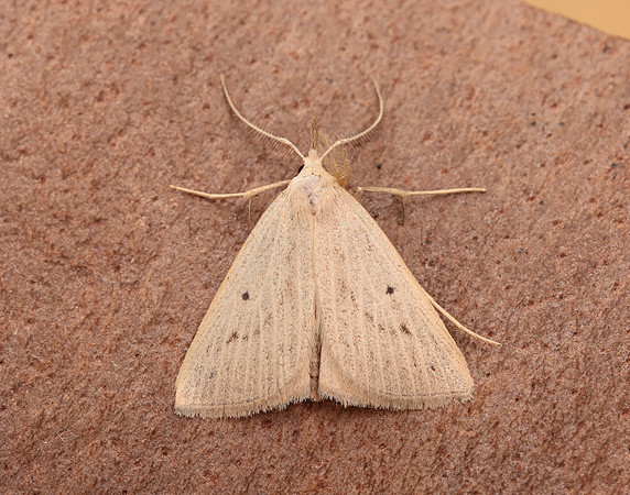 72.052 BF2493 Dotted Fan-foot Macrochilo cribrumalis