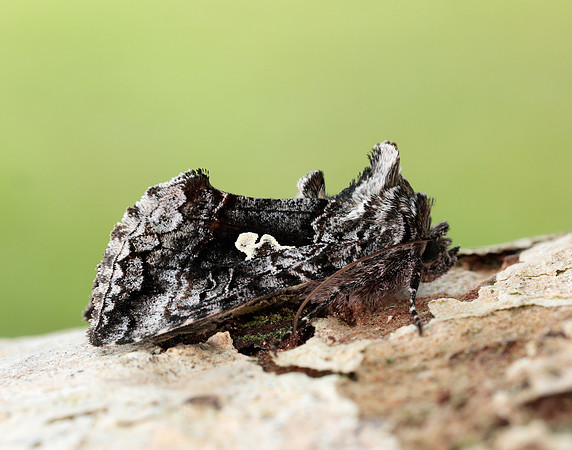 73.021 BF244 Scarce Silver Y Syngrapha interrogationis