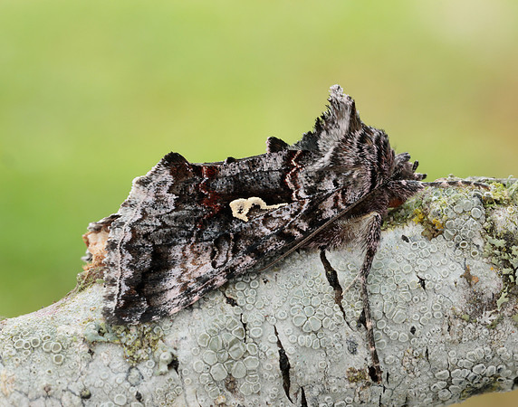 73.021 BF244 Scarce Silver Y Syngrapha interrogationis