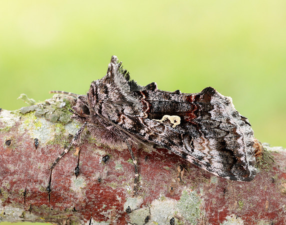 73.021 BF244 Scarce Silver Y Syngrapha interrogationis
