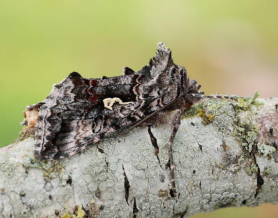73.021 BF244 Scarce Silver Y Syngrapha interrogationis