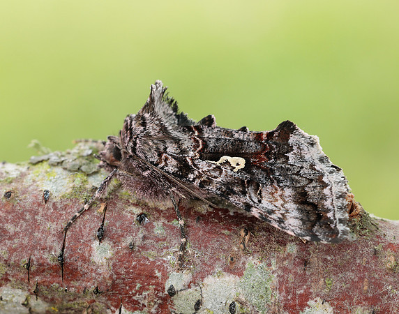 73.021 BF244 Scarce Silver Y Syngrapha interrogationis
