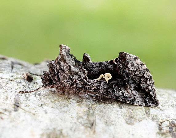 73.021 BF244 Scarce Silver Y Syngrapha interrogationis