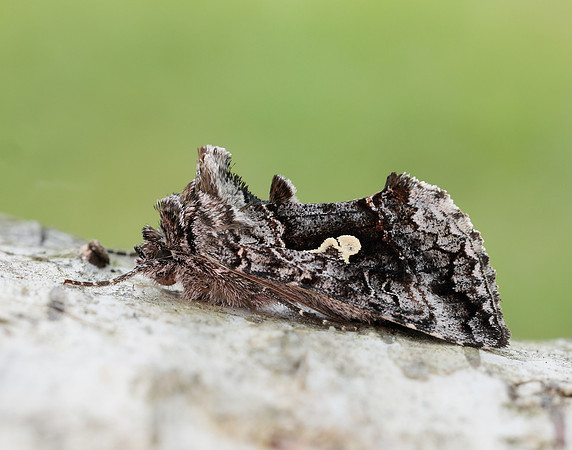 73.021 BF244 Scarce Silver Y Syngrapha interrogationis