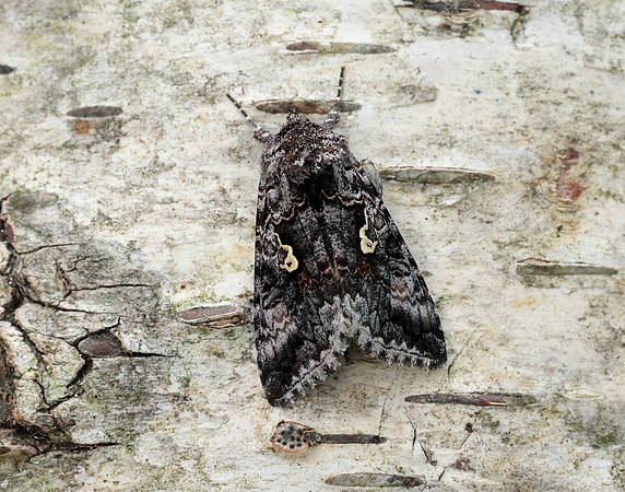 73.021 BF244 Scarce Silver Y Syngrapha interrogationis