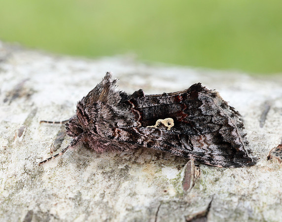 73.021 BF244 Scarce Silver Y Syngrapha interrogationis