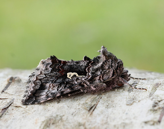 73.021 BF244 Scarce Silver Y Syngrapha interrogationis