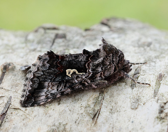 73.021 BF244 Scarce Silver Y Syngrapha interrogationis