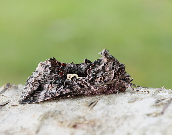 73.021 BF244 Scarce Silver Y Syngrapha interrogationis