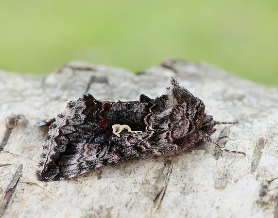 73.021 BF244 Scarce Silver Y Syngrapha interrogationis