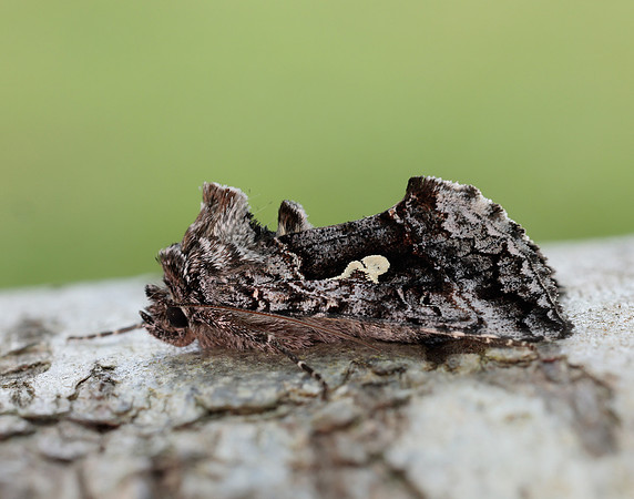 73.021 BF244 Scarce Silver Y Syngrapha interrogationis