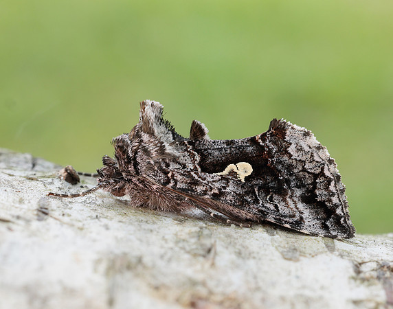 73.021 BF244 Scarce Silver Y Syngrapha interrogationis