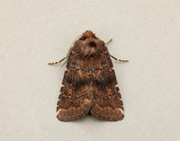73.102 BF230 Brown Rustic Rusina ferruginea