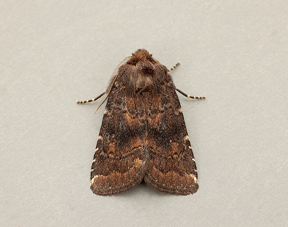 73.102 BF230 Brown Rustic Rusina ferruginea
