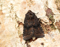 73.102 BF230 Brown Rustic Rusina ferruginea