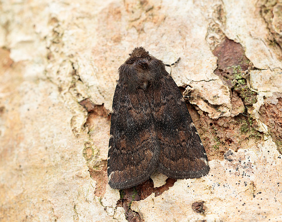 73.102 BF230 Brown Rustic Rusina ferruginea