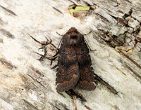 73.102 BF230 Brown Rustic Rusina ferruginea
