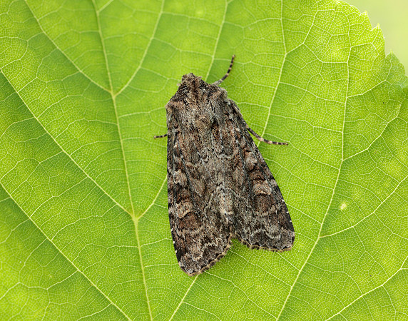 73.154 BF2330 Dusky Brocade Apamea remissa