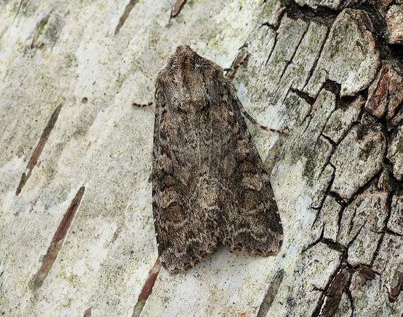 73.154 BF2330 Dusky Brocade Apamea remissa