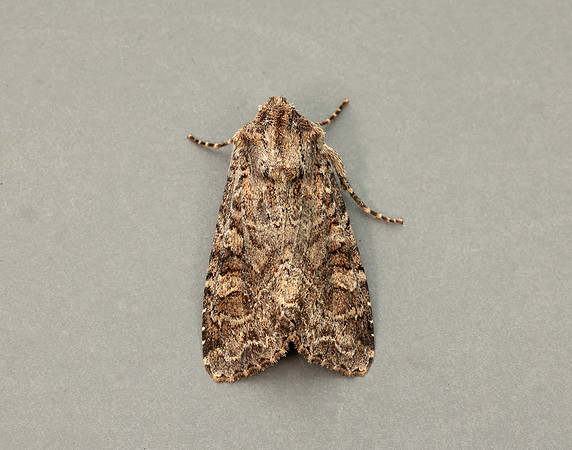 73.154 BF2330 Dusky Brocade Apamea remissa