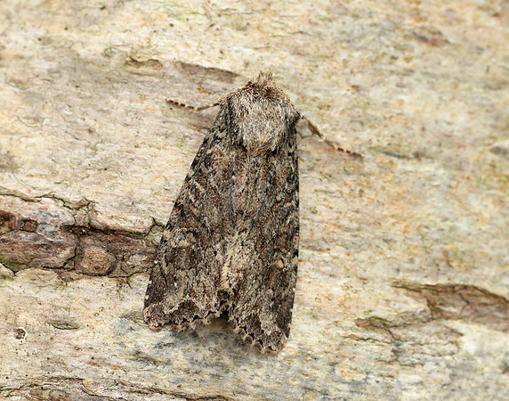 73.154 BF2330 Dusky Brocade Apamea remissa