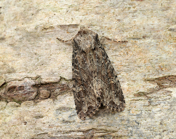 73.154 BF2330 Dusky Brocade Apamea remissa