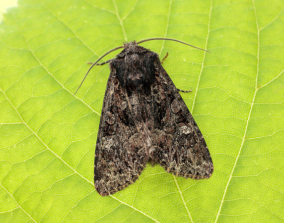 73.154 BF2330 Dusky Brocade Apamea remissa