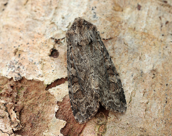 73.154 BF2330 Dusky Brocade Apamea remissa