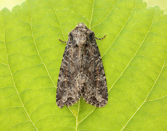 73.154 BF2330 Dusky Brocade Apamea remissa
