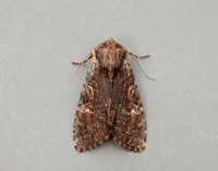 73.156 BF2326 Clouded-bordered Brindle Apamea crenata