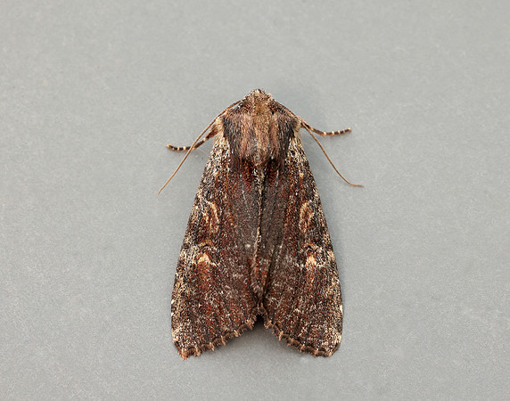 73.156 BF2326 Clouded-bordered Brindle Apamea crenata