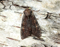 73.156 BF2326 Clouded-bordered Brindle Apamea crenata