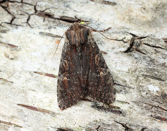 73.156 BF2326 Clouded-bordered Brindle Apamea crenata