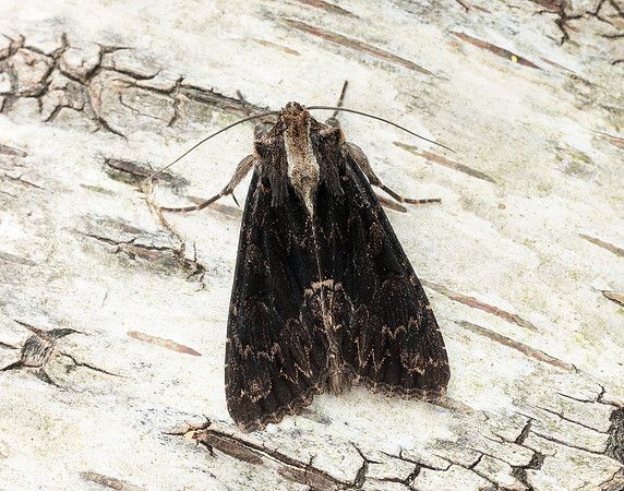 73.162 BF2321 Dark Arches Apamea monoglypha