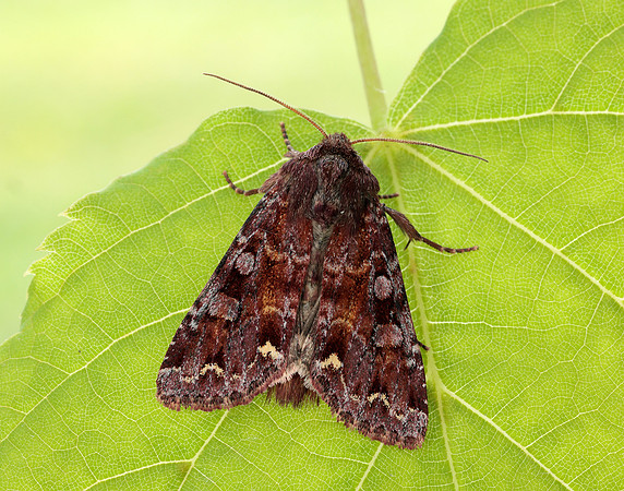 73.271 BF2163 Broom Moth Ceramica pisi
