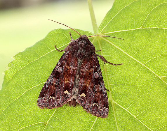 73.271 BF2163 Broom Moth Ceramica pisi