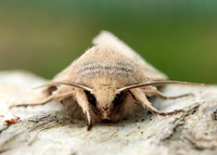73.294 BF2197 Southern Wainscot Mythimna straminea