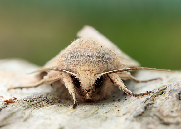 73.294 BF2197 Southern Wainscot Mythimna straminea