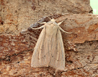 73.294 BF2197 Southern Wainscot Mythimna straminea