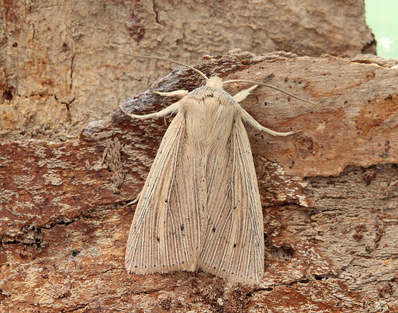 73.294 BF2197 Southern Wainscot Mythimna straminea
