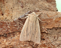73.294 BF2197 Southern Wainscot Mythimna straminea