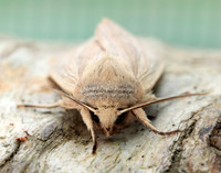 73.294 BF2197 Southern Wainscot Mythimna straminea