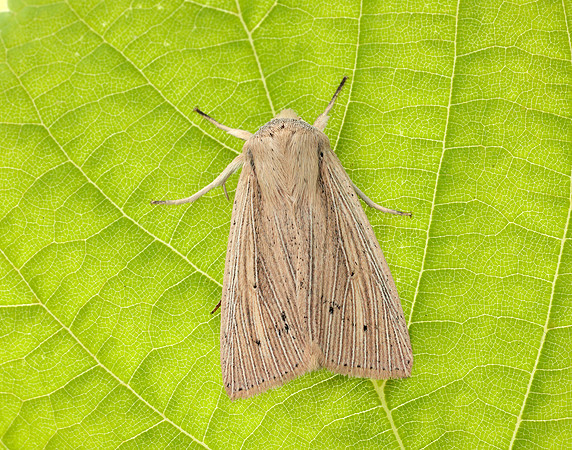 73.294 BF2197 Southern Wainscot Mythimna straminea