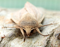 73.294 BF2197 Southern Wainscot Mythimna straminea