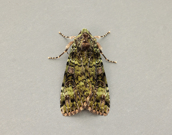 73.352 BF2138 Green Arches Anaplectoides prasina