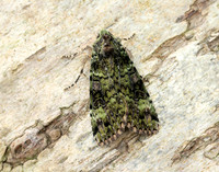 73.352 BF2138 Green Arches Anaplectoides prasina