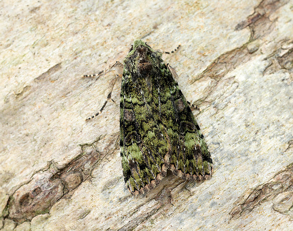73.352 BF2138 Green Arches Anaplectoides prasina
