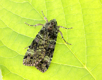 73.352 BF2138 Green Arches Anaplectoides prasina