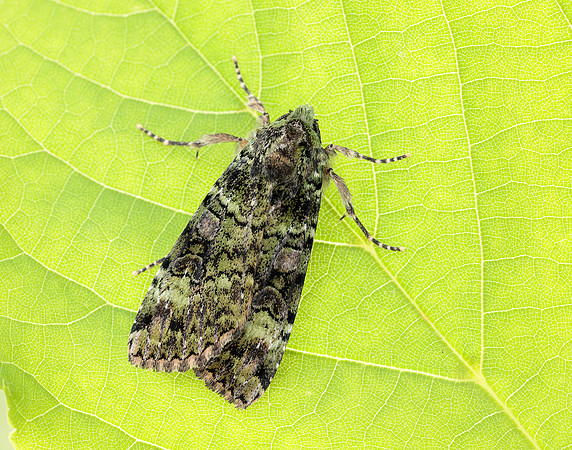 73.352 BF2138 Green Arches Anaplectoides prasina